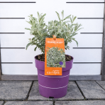 Vŕba biela (Salix alba) ´ICEBERG ALLEY´® -výška 20-30 cm, kont. C2L-stĺpovitá